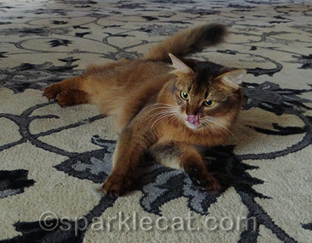 It looks like I was having treats. But sadly, I was not
