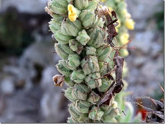 Common_Mullein
