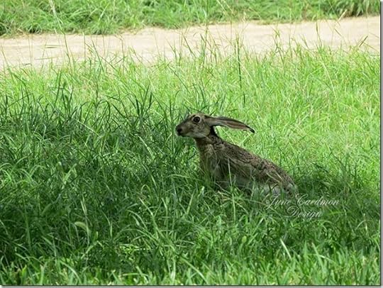 JackRabbit