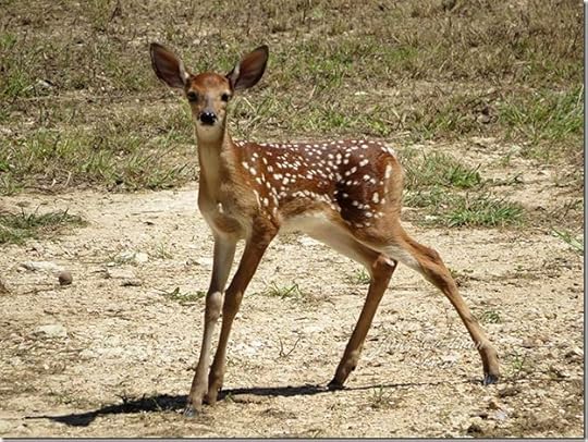Fawn