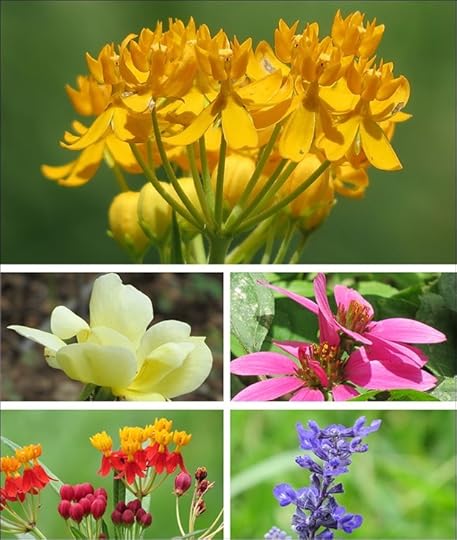 Flower_Collage