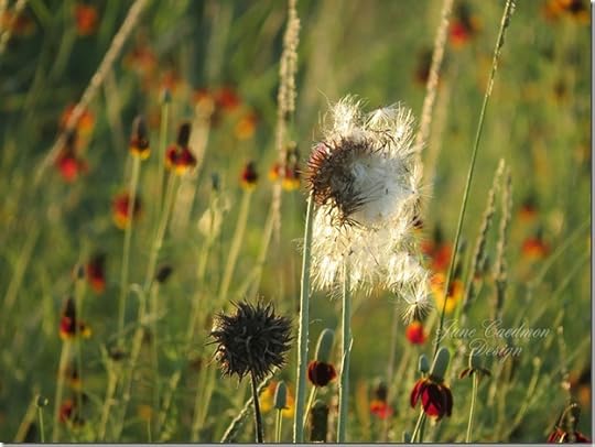 Thistle_Seeding