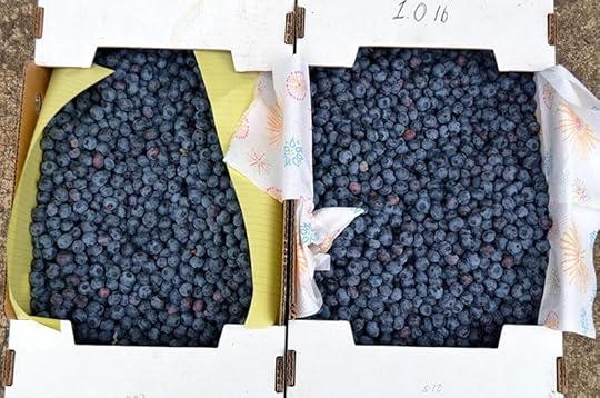 blueberries-boxes