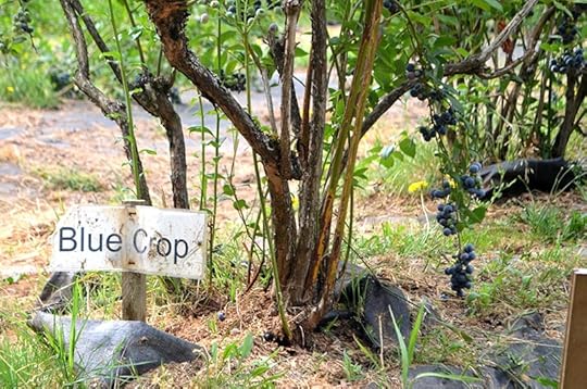 blueberries-bluecrop