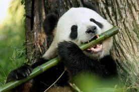 panda eating bamboo