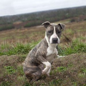 Landfill Dog: Ice Frosting