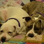 Ice Man (left) and a foster friend. 