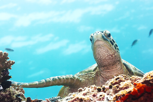 June 2015 cover photo.jpg