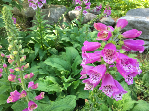 foxglove