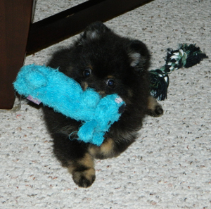 sumo_blue_dog