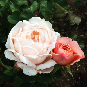 Rose 1 1000