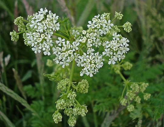 File:Conium maculatum Lincolnshire 1.jpg