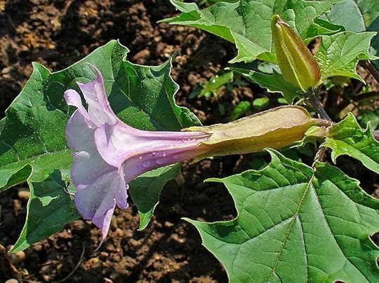 File:Datura stramonium 002.JPG