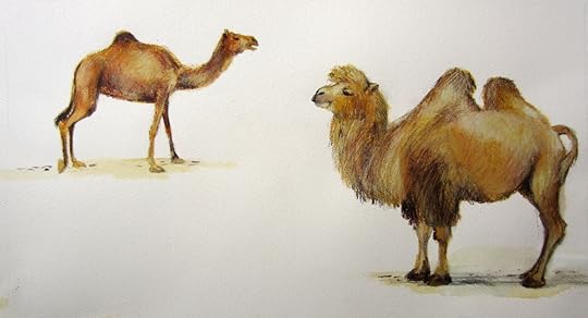 Camel copy