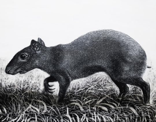 Agouti - La Ceiba, Honduras