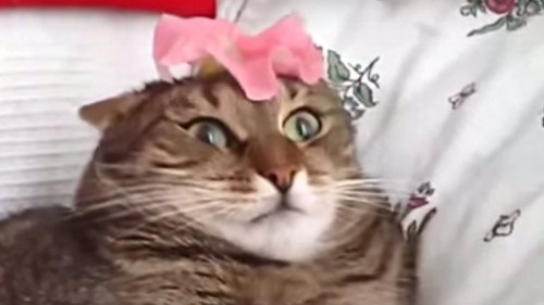flower cat
