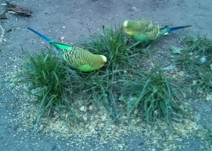 13 German idioms featuring birds