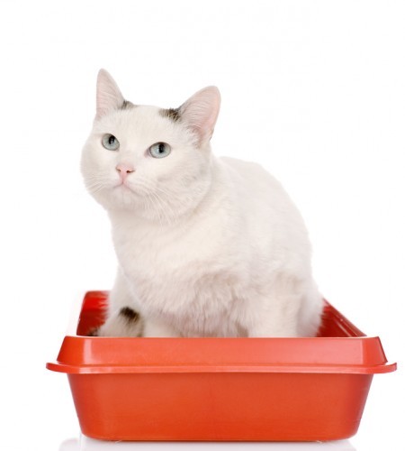 cat-in-litter-box