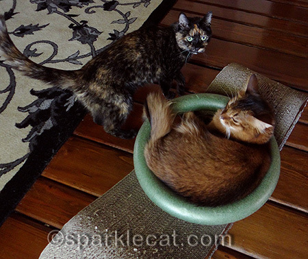 Maybe circles really do attract cats