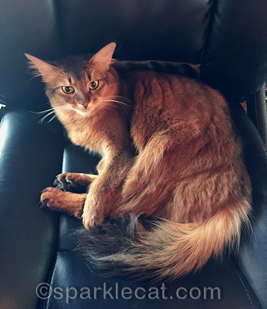 Months of human supervision finally paid off!