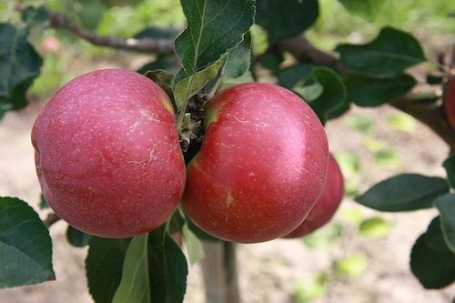 800px-Lobo_cultivar.jpg