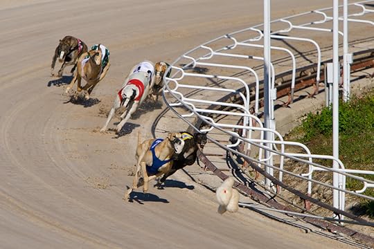 When they are racing it helps to determine the outcome of a race in a photo finish. It also protects them from injuring themselves or other dogs. (source: photo by 