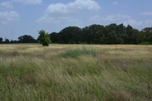 Lg-big-bluestem-west-grass1377