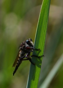 Robber-fly1358