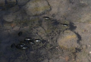 Whirligig-beetles-1371