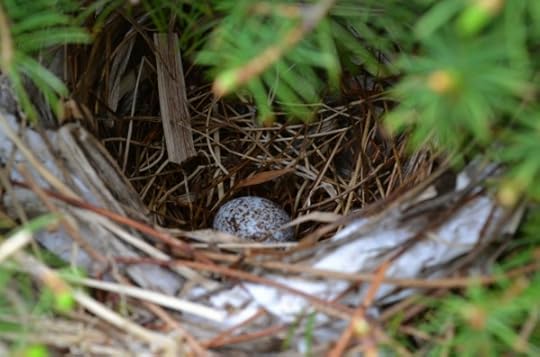 bird nest with egg
