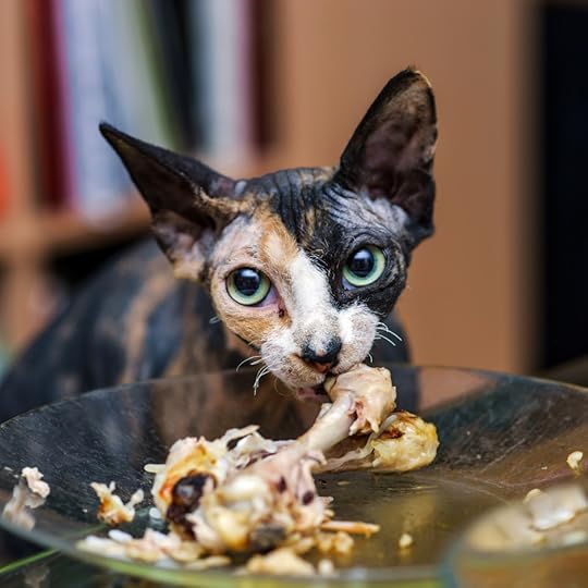 Sphinx cat eating chicken