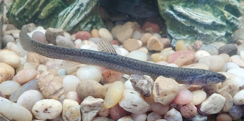Meet the New Kid on the Block - Link the Dojo Loach