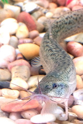Meet the New Kid on the Block - Link the Dojo Loach