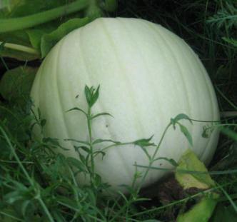 Garden1