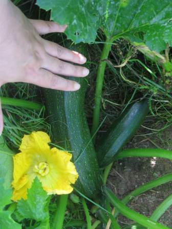 Garden3