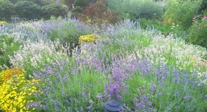 summergreetingslavender72015