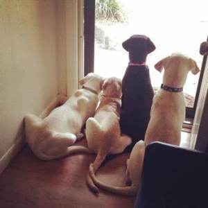 dogs
