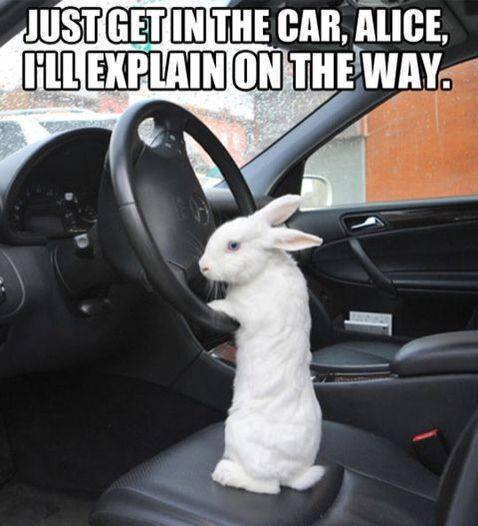  photo whiterabbit_zpsrupsomky.jpg