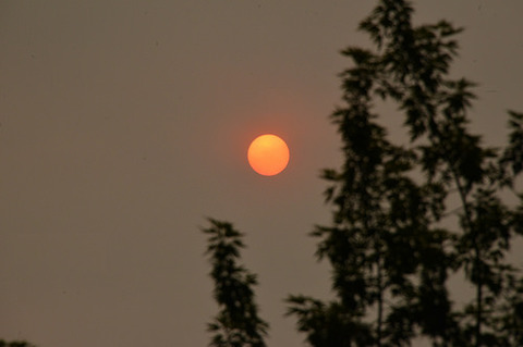 Photo: Is climate change adding fuel to the forest flames? 