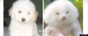 r-FERRETS-TOY-POODLES-large570