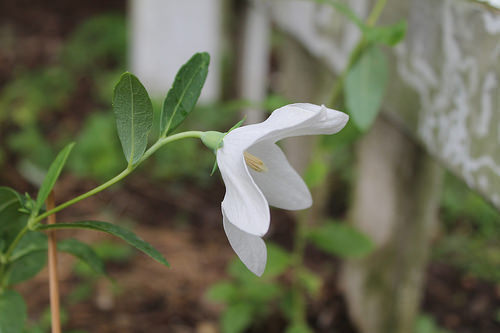 balloon flower