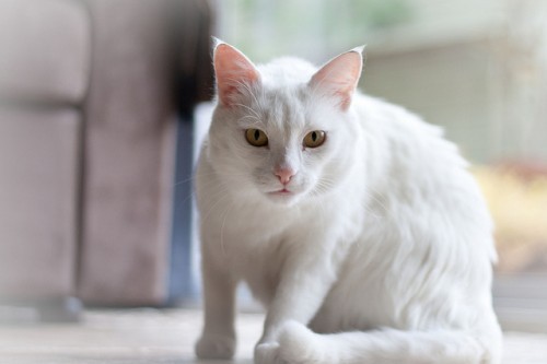 deafness-in-cats
