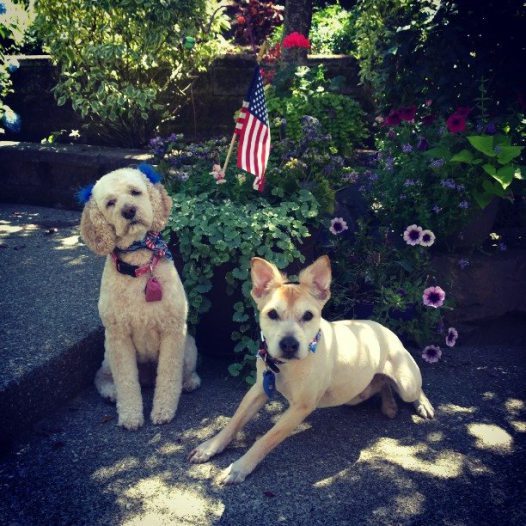 4th of july dogs