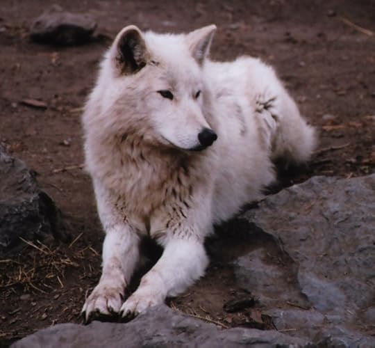  photo white_wolf_by_thylobscene_zpsosg2vbvf.jpg