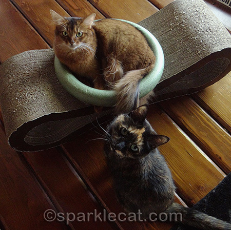 Binga also likes to let everybody know she's in charge... even though she isn't