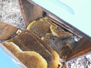 Beehive close combs small