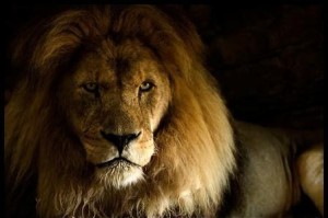 lion of Judah