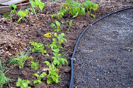 pathways-potatoes