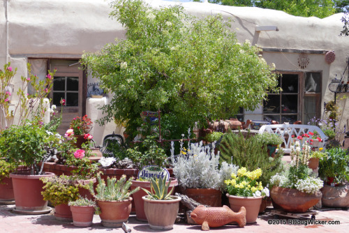 The San Albino Store