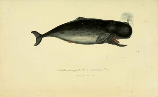 Sperm Whale. Photo by Biodiversity Heritage Library. CC BY 2.0 via Flickr.